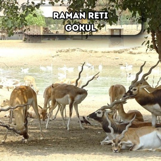 RAMAN RETI GOKUL